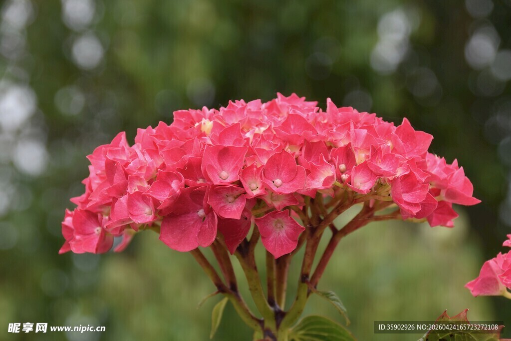 娇艳粉红色绣球花特写