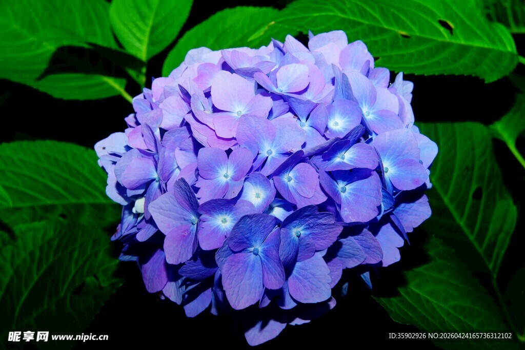 蓝紫色绣球花绽放