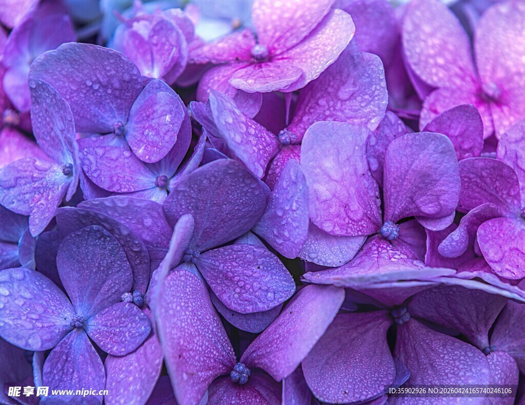 紫色绣球花瓣特写
