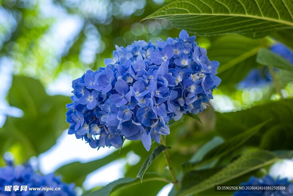 蓝色绣球花绽放
