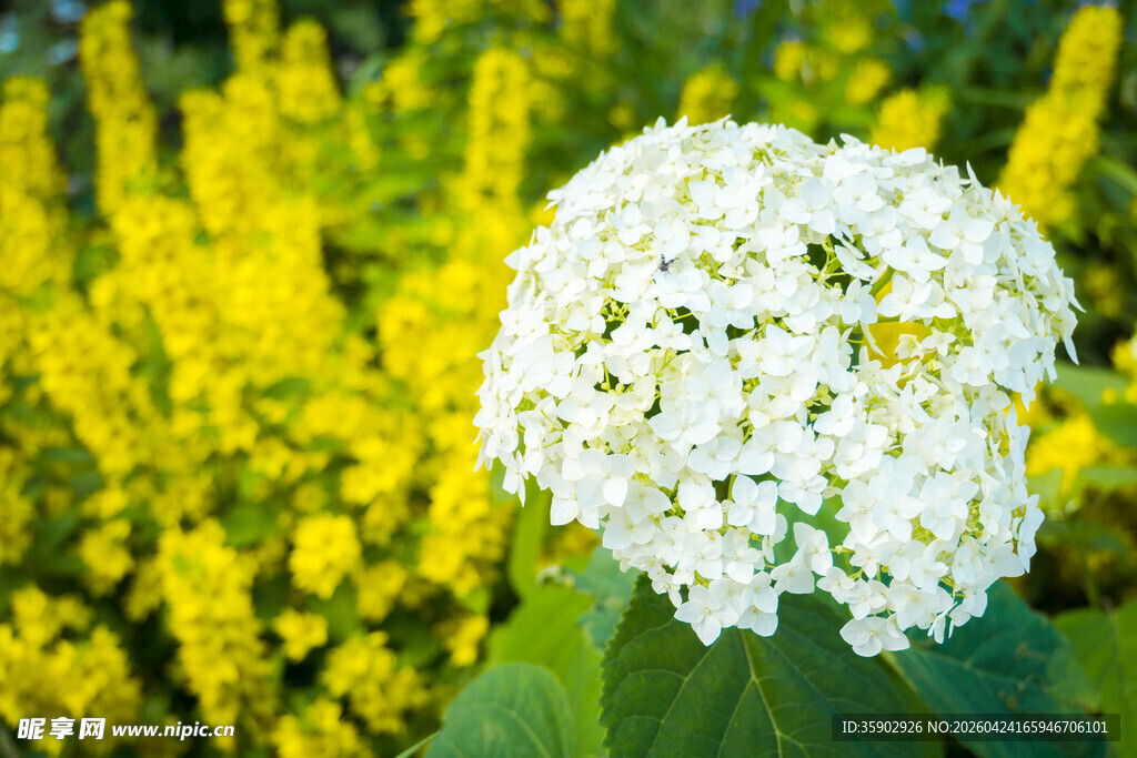 白色繁花与金黄花丛相映