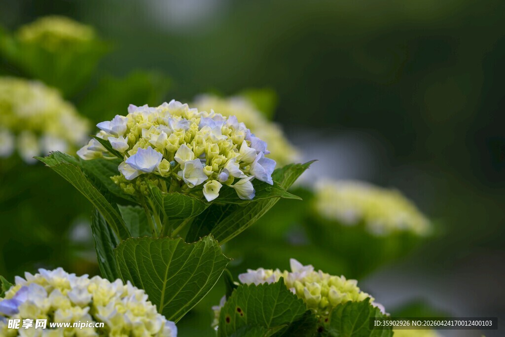 清新绣球花绽放