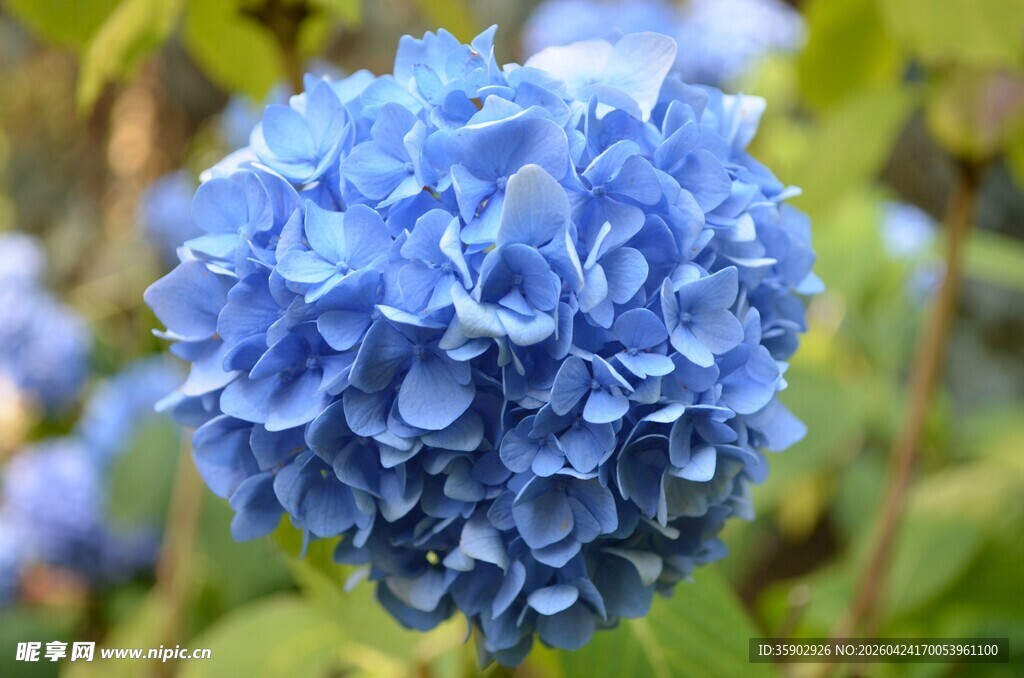 蓝色绣球花特写