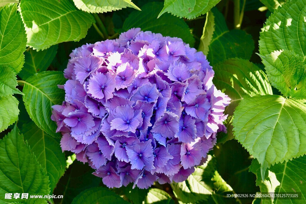 紫色绣球花绽放
