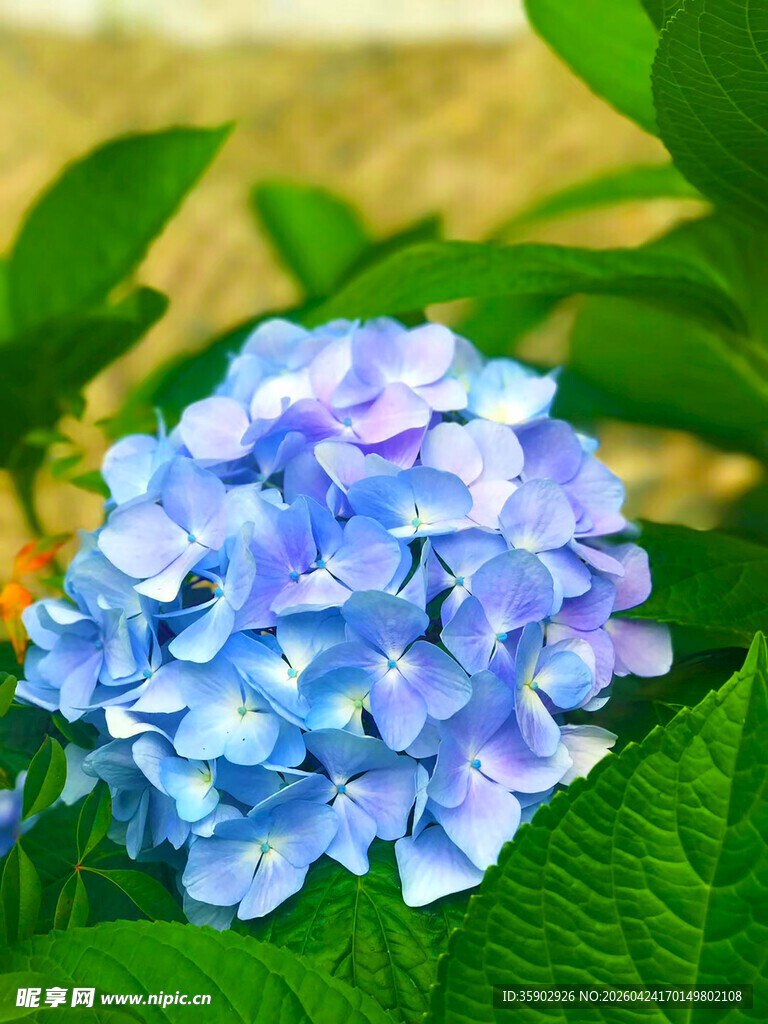 蓝紫色绣球花绽放