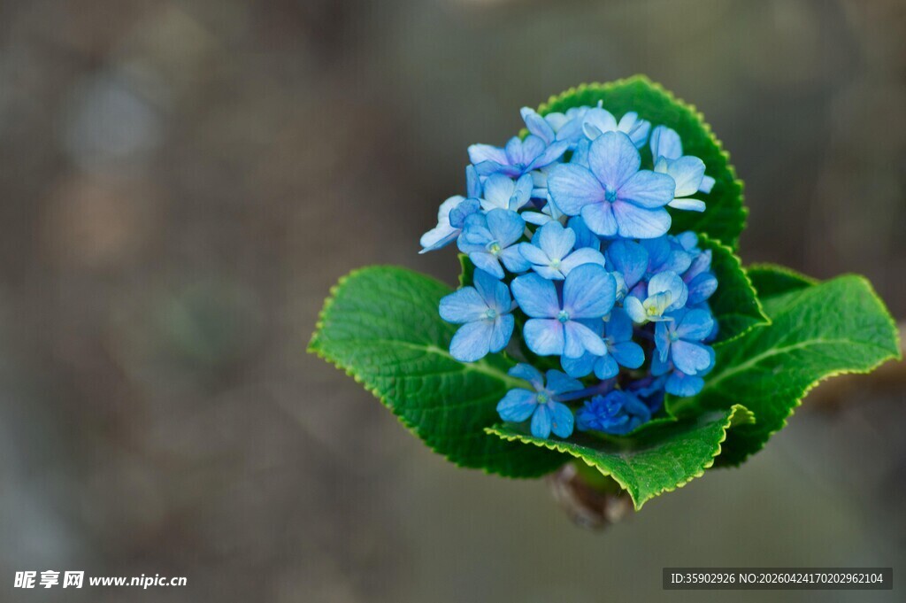蓝色绣球花特写