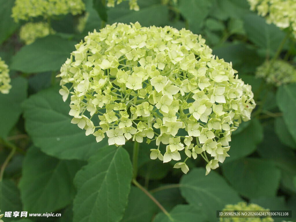 清新绣球花绽放