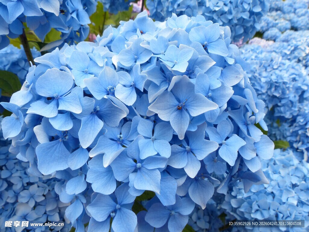 蓝色绣球花特写