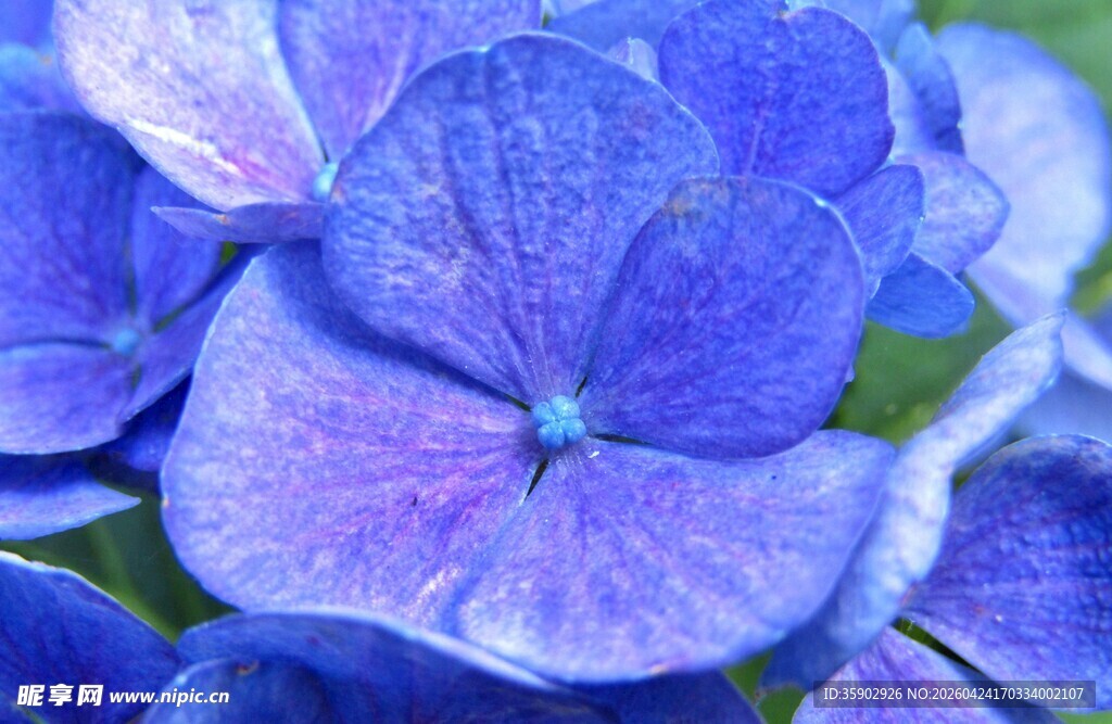 蓝紫色绣球花特写