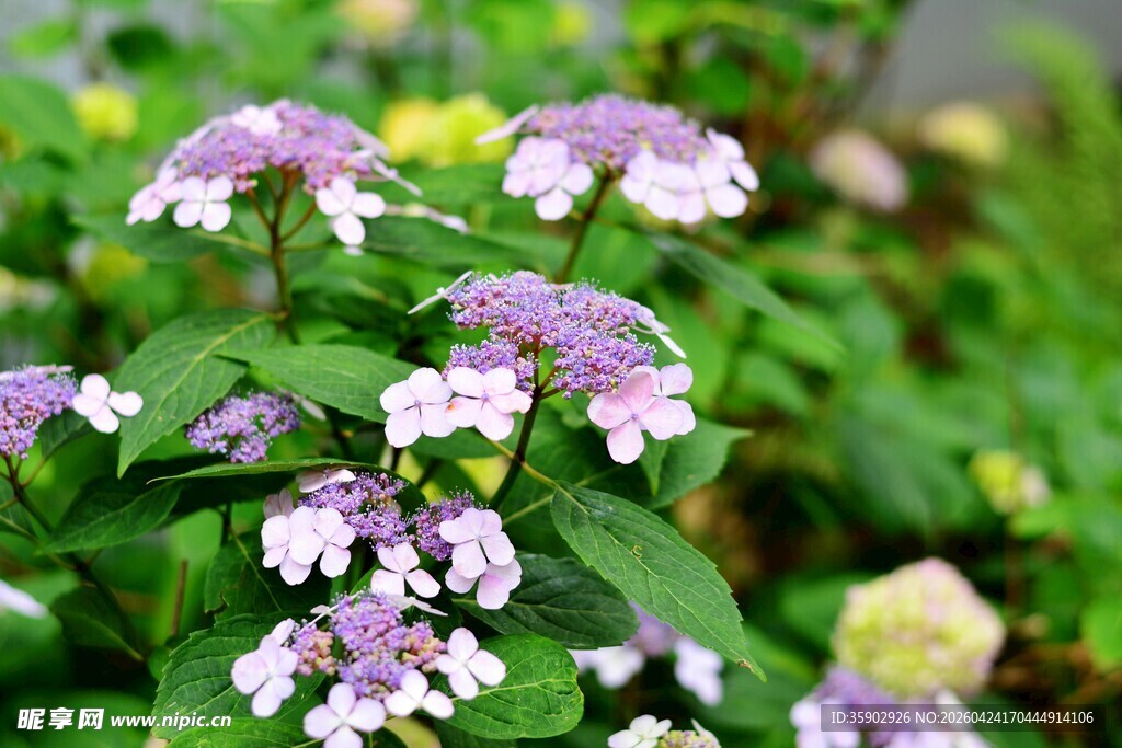 紫色小花绽放绿意间