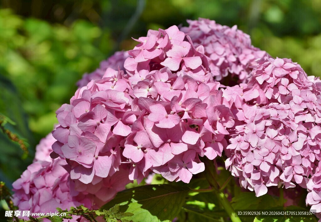 粉色绣球花特写