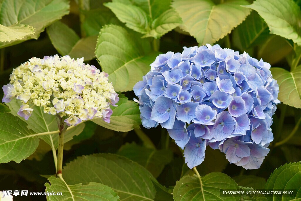 蓝白绣球花绽放