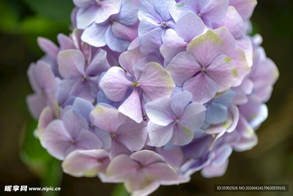淡紫色绣球花特写