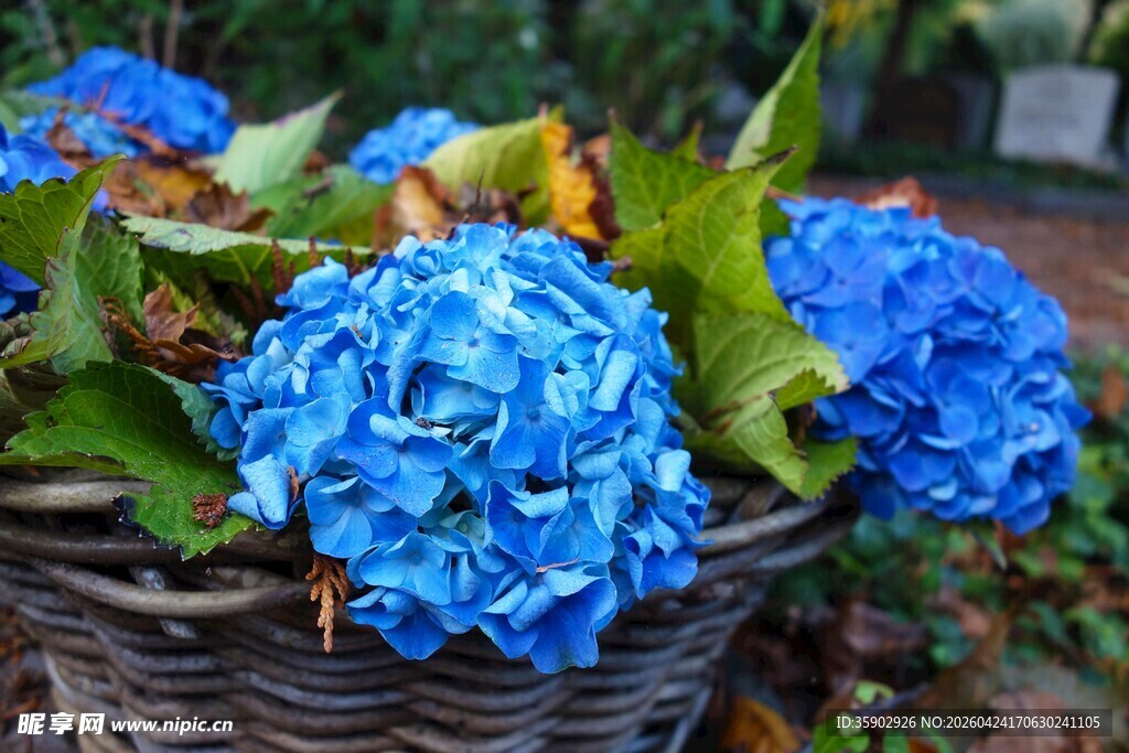 蓝绣球花盛放于藤编篮中