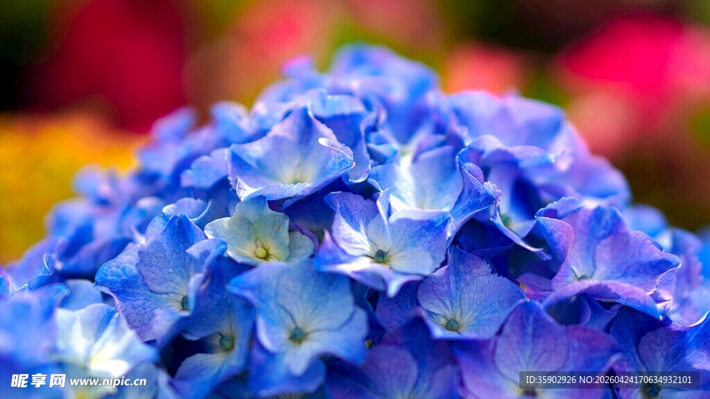 蓝色绣球花特写