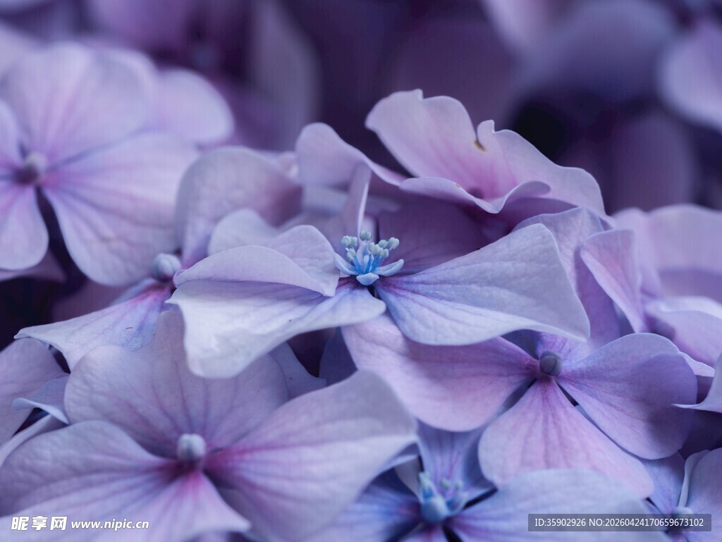梦幻紫色绣球花特写