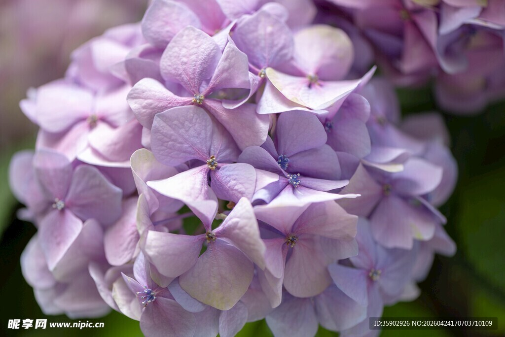 紫色绣球花特写