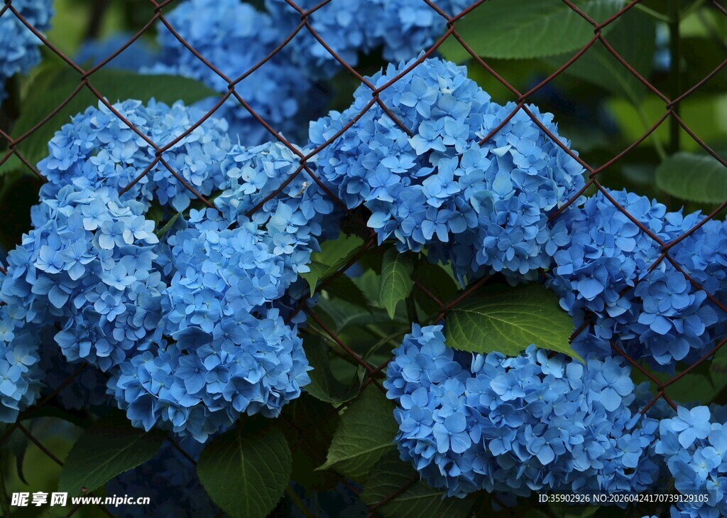 蓝色绣球花绽放