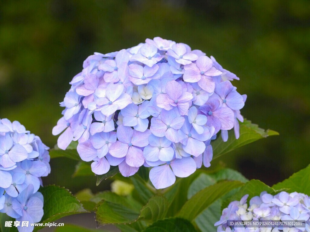蓝紫色绣球花特写