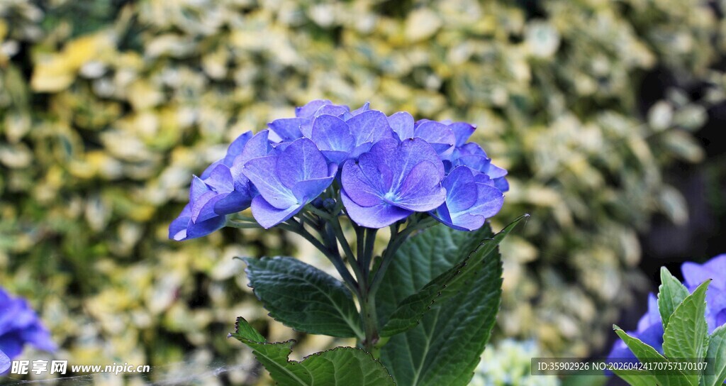 蓝紫色花朵绽放