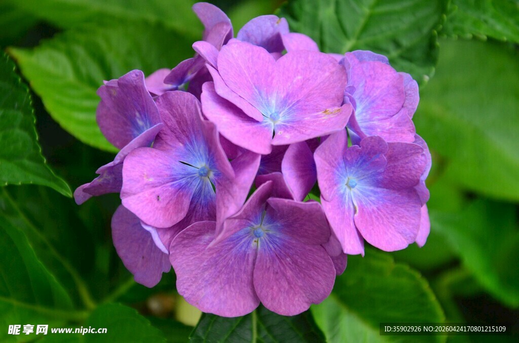 美丽绣球花绽放