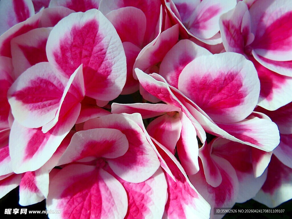 粉色绣球花特写