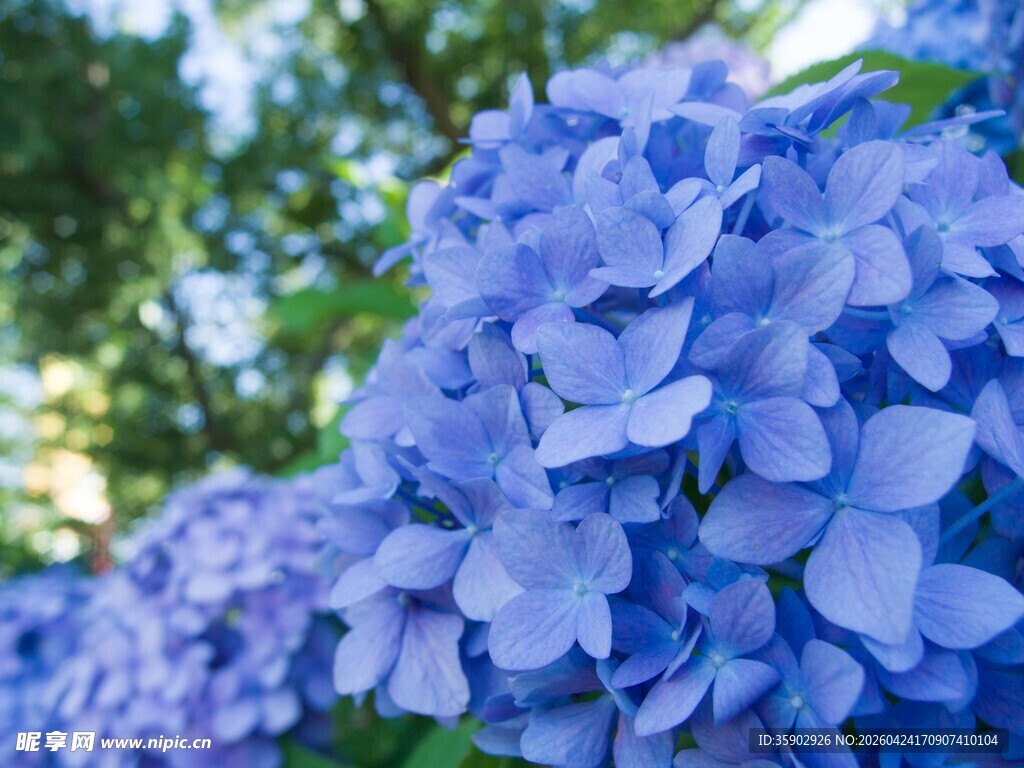 蓝绣球花绽放