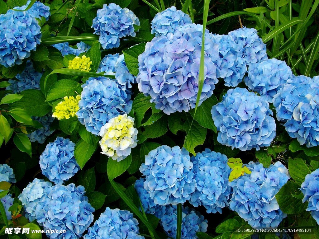 蓝绣球花绽放的美丽瞬间