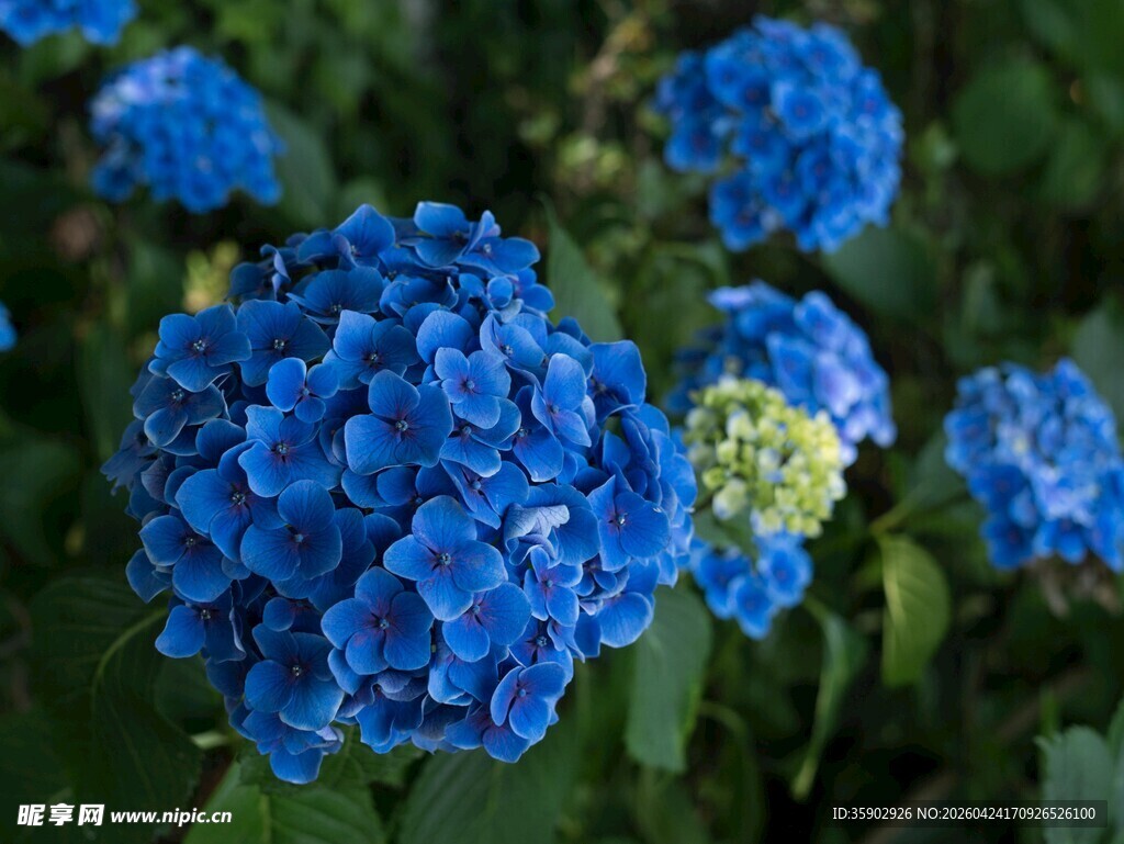 蓝色绣球花绽放美丽