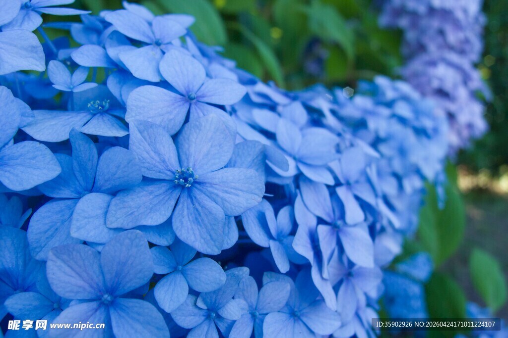 蓝色绣球花特写
