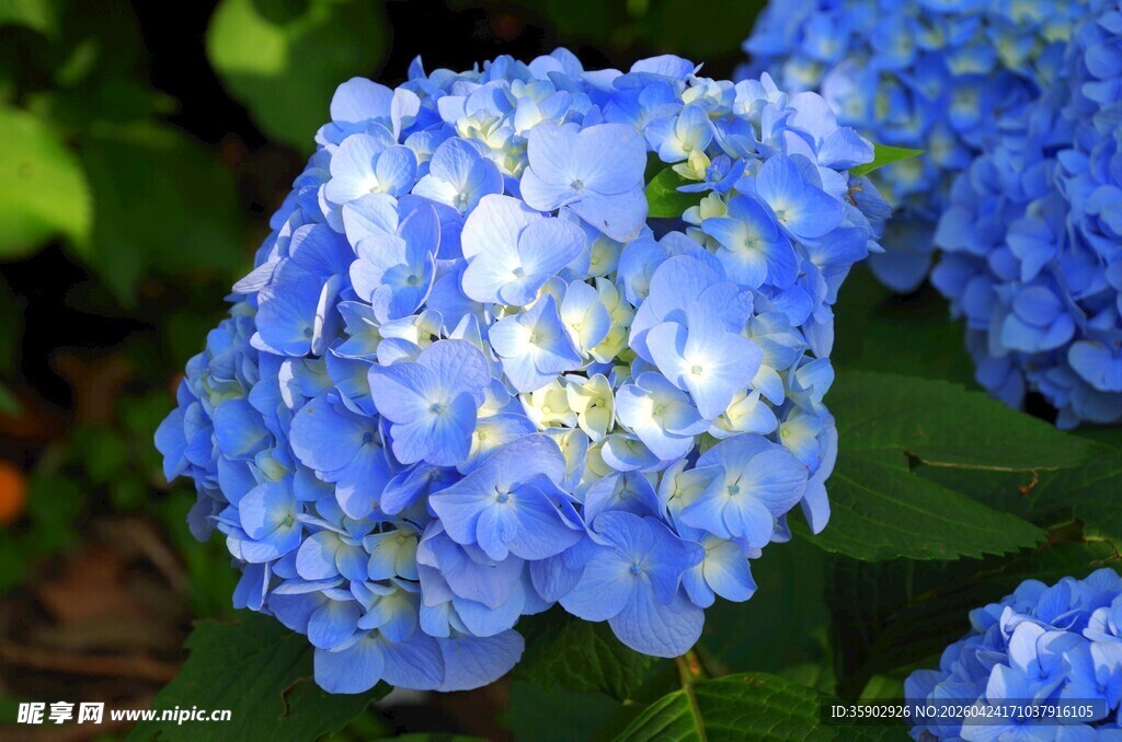 蓝色绣球花特写