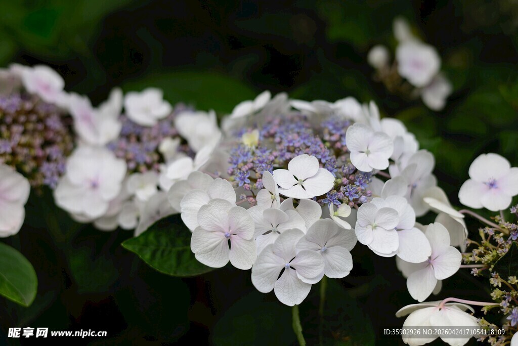 淡雅绣球花绽放