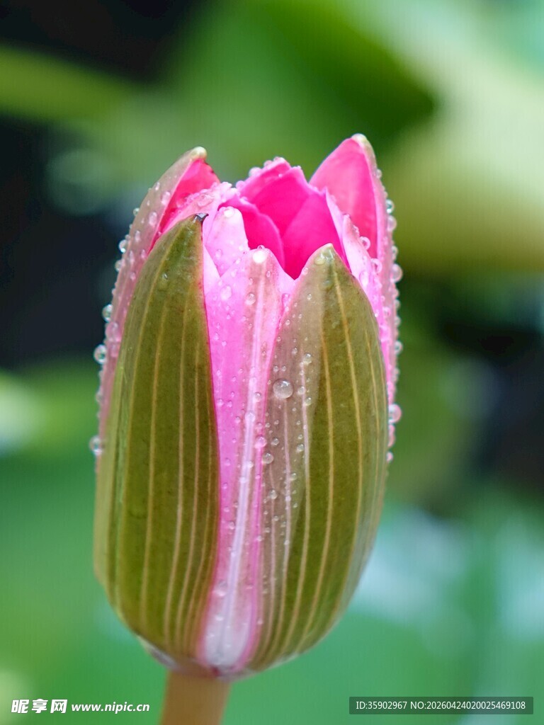 带露的粉嫩荷花花苞