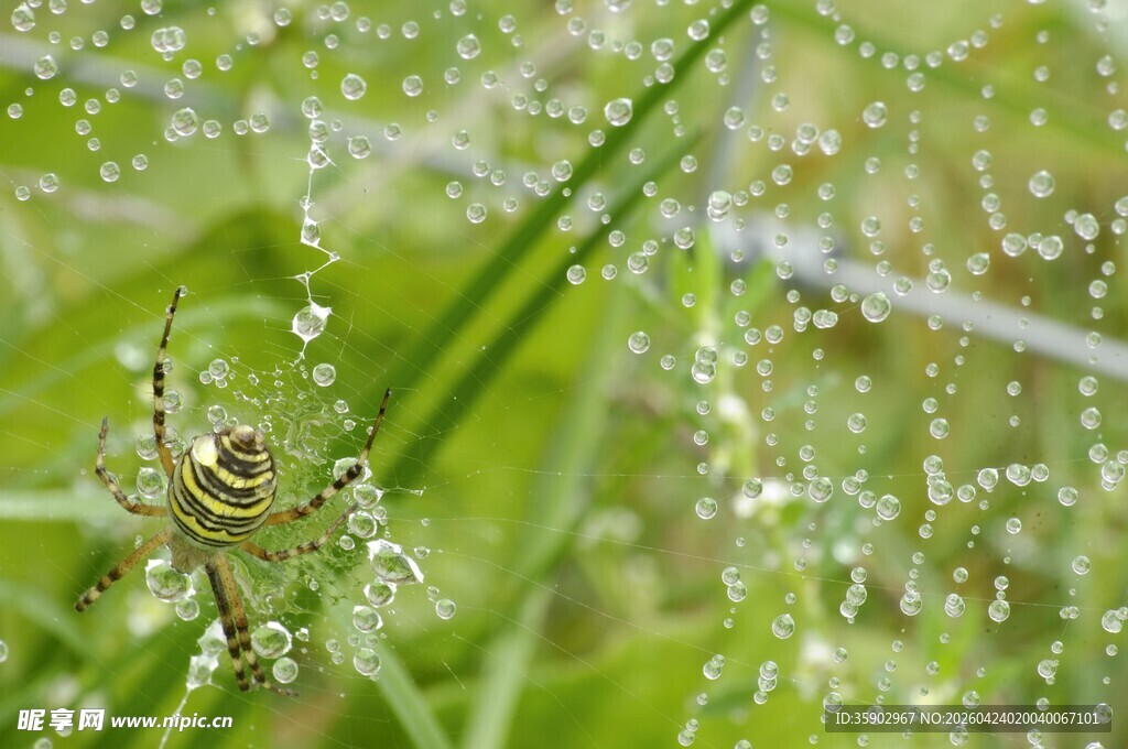 草叶上带水珠的蜘蛛