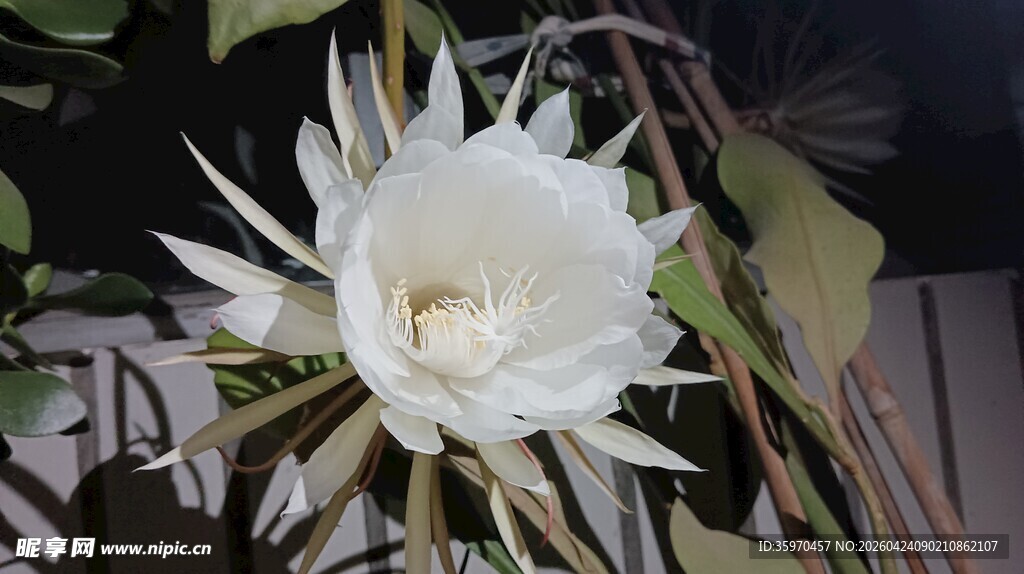 盛开的白色昙花