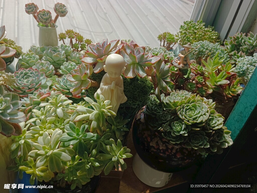 多彩多肉植物可爱摆件