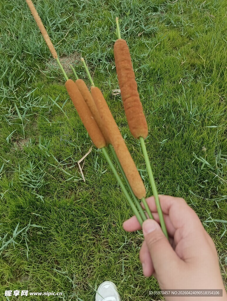 手持蒲棒于翠绿草地间