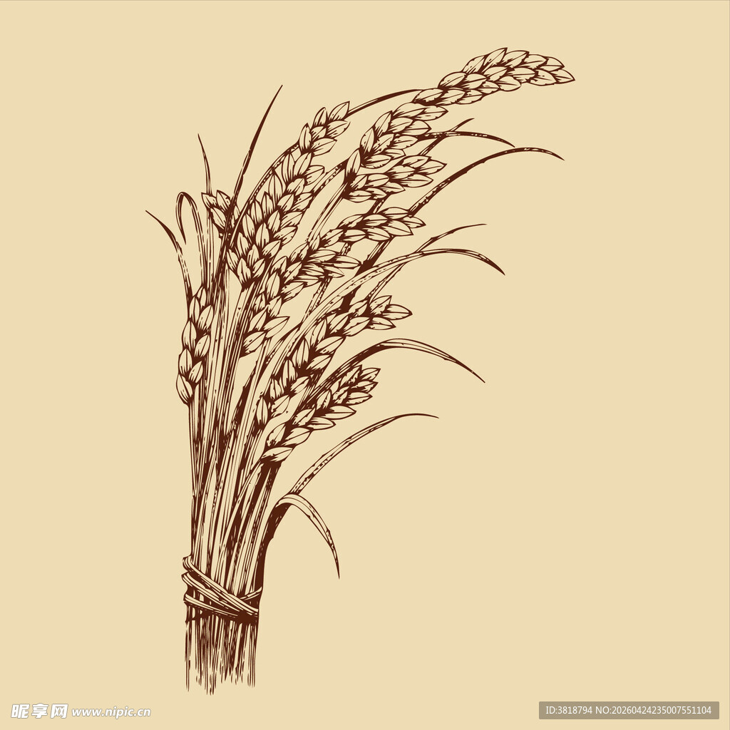 手绘稻穗插画