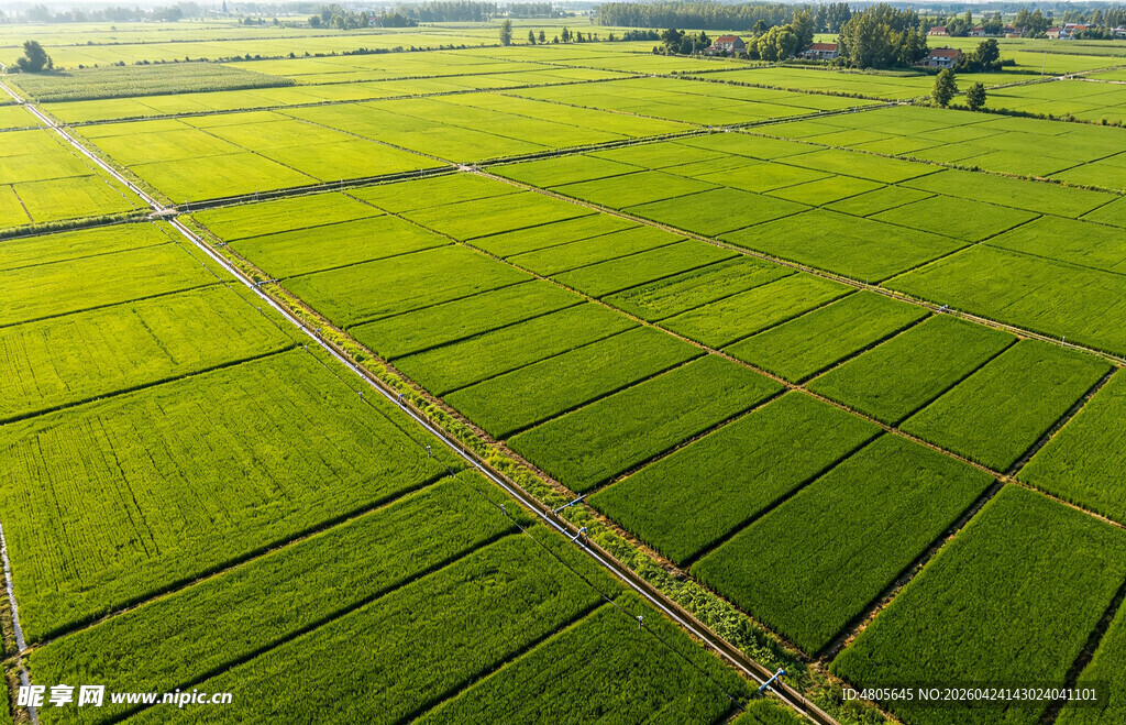 大片大片绿色稻田