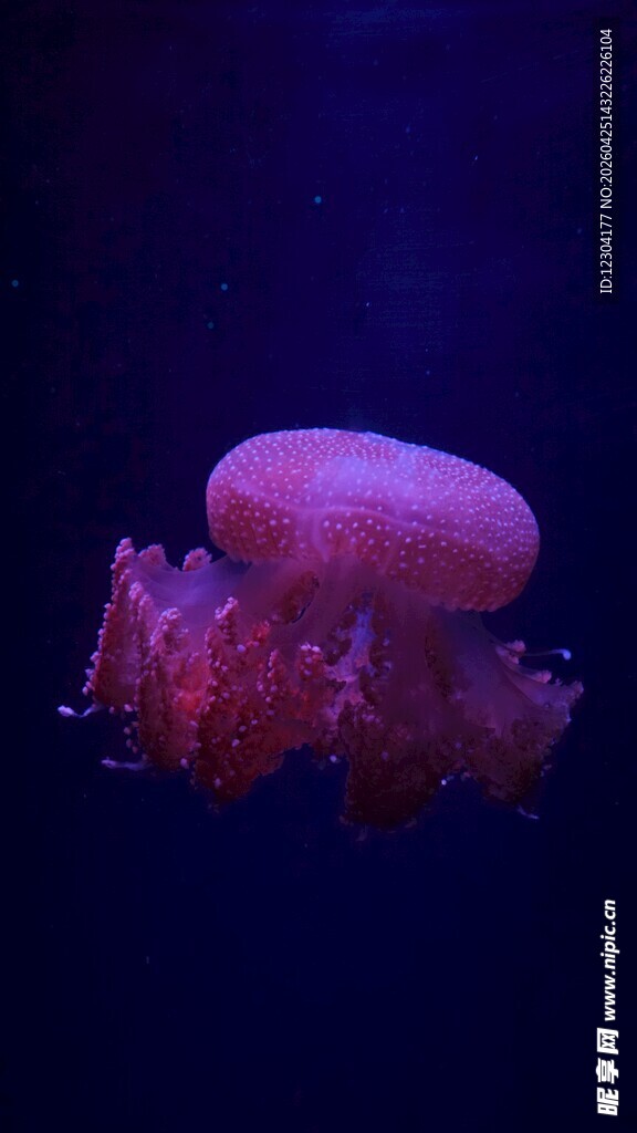 梦幻紫色水母在深海游动