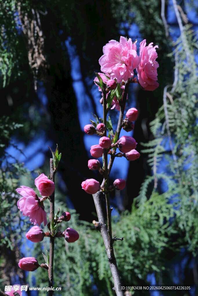 碧桃花 