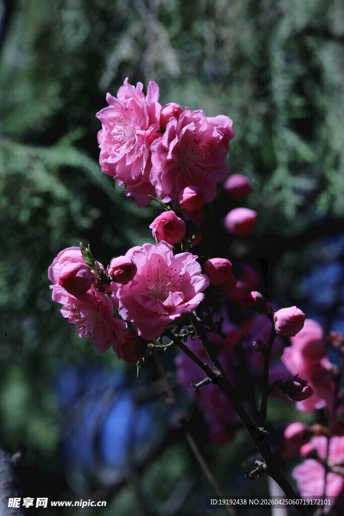 碧桃花  