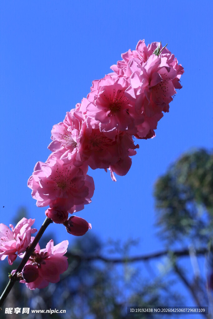 碧桃花  