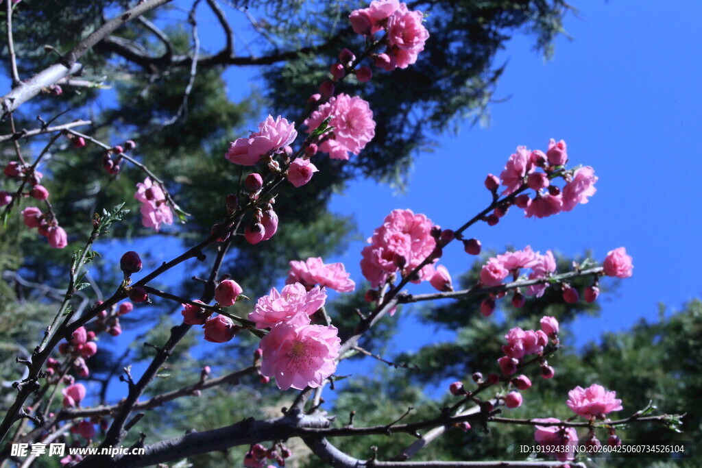 碧桃花  