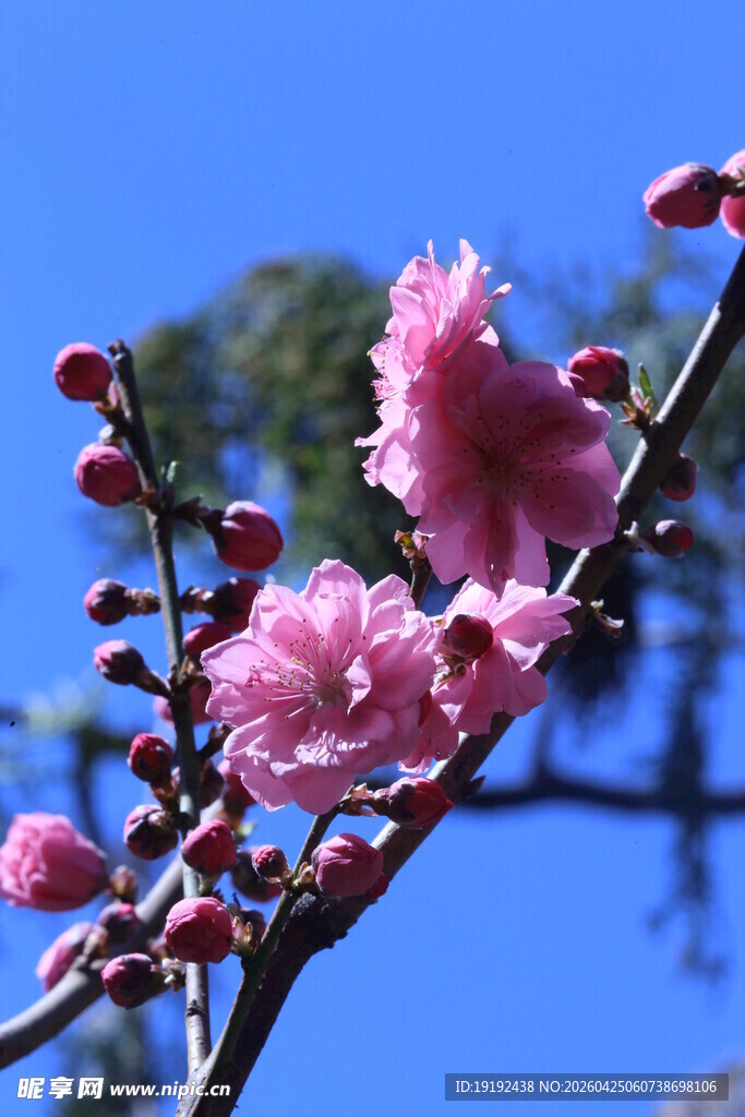碧桃花  