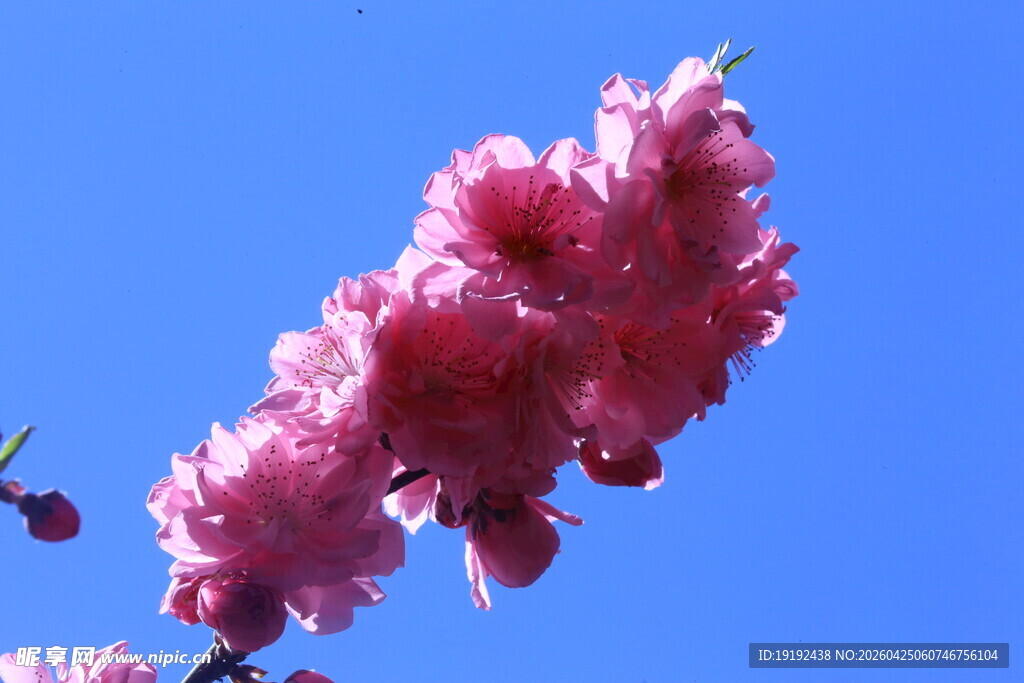 碧桃花 