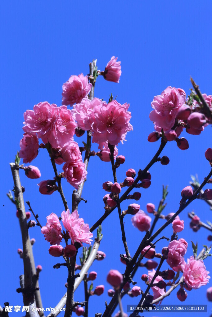 碧桃花  