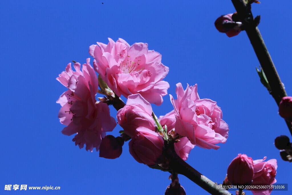 碧桃花  