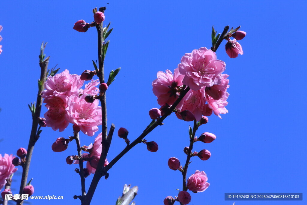 碧桃花 