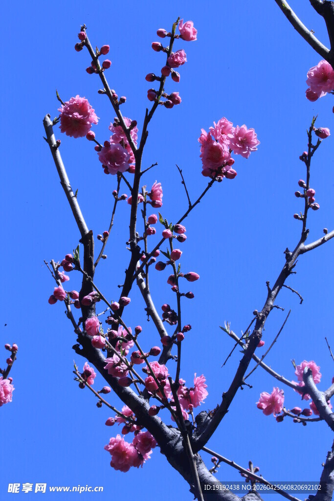 碧桃花  